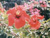 Hibiscus flowers (74575 bytes)